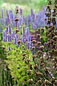 PHLOMIS SEED HEADS WITH AGASTACH IN BACKGROUND