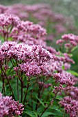 EUPATORIUM PURPUREUM PURPLE BUSH