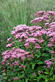 EUPATORIUM PURPUREUM PURPLE BUSH