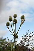 ERYNGIUM EBURNEUM