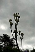 ERYNGIUM YUCCIFOLIUM