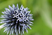 ERYNGIUM