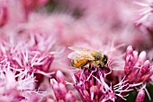 BEE ON EUPATORIUM PURPUREUM