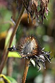 ECHINACEA SEEDHEAD