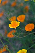 ESCHSCHOLZIA CALIFORNICA