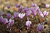 CYCLAMEN HEDERIFOLIUM