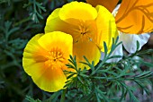 ESCHSCHOLZIA CALIFORNICA