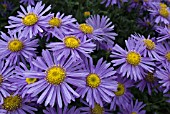 ASTER AMELLUS GRUNDER