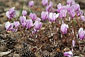 CYCLAMEN HEDERIFOLIUM