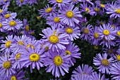 ASTER AMELLUS GRUNDER