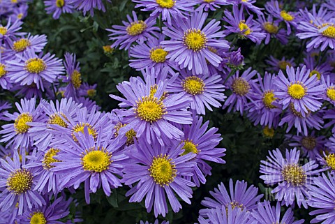 ASTER_AMELLUS_GRUNDER