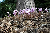 CYCLAMEN HEDERIFOLIUM