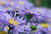 ASTER AMELLUS GRUNDER