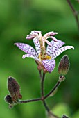 TRICYRTIS FORMOSANA STOLONIFERA GROUP