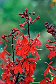 LOBELIA CARDINALIS QUEEN VICTORIA