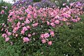 JAPANESE ANEMONE AND ASTER