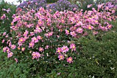 JAPANESE ANEMONE AND ASTER