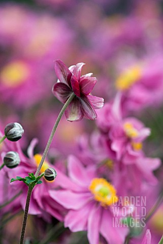 ANEMONE_HUPEHENSIS_VAR_JAPONICA_PRINZ_HEINRICH