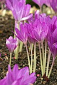 COLCHICUM GLORY OF HEEMSTEDE