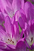 COLCHICUM GLORY OF HEEMSTEDE