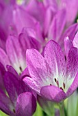 COLCHICUM GLORY OF HEEMSTEDE