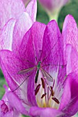 CRANE FLY IN AUTUMN CROCUS