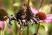 ECHINACEA SEEDHEAD