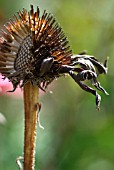 ECHINACEA SEEDHEAD