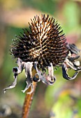 ECHINACEA SEEDHEAD