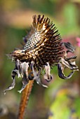 ECHINACEA SEEDHEAD