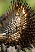 ECHINACEA SEEDHEAD