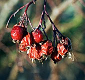 ROSA GLAUCA