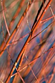 CORNUS WINTER STEMS