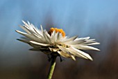 XEROCHRYSUM BRACTEATUM COCO