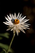 XEROCHRYSUM BRACTEATUM COCO