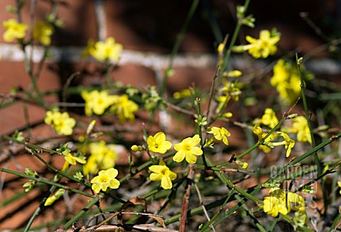 JASMINIUM_NUDIFLORUM