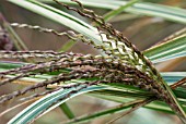 MISCANTHUS SINENSIS VARIEGATUM