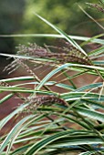 MISCANTHUS SINENSIS VARIEGATUM