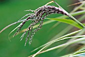 MISCANTHUS SINENSIS VARIEGATUM