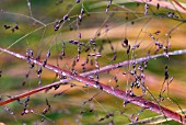 PANICUM CLOUD NINE