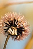 LIGULARIA SEEDHEAD