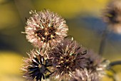 SEEDHEADS OF LIGULARIA