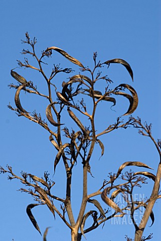 PHORMIUM_TENAX