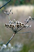 UMBELLIFEROUS SEEDHEAD