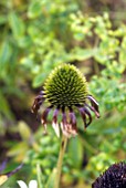 ECHINACEA PURPUREA FADING FLOWER