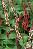 PERSICARIA VACCINIIFOLIA