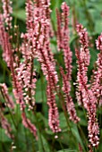 PERSICARIA VACCINIIFOLIA