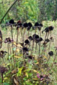 ECHINACEA SEEDHEADS IN GRASS