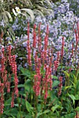 PERSICARIA IN BORDER