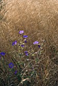 GERANIUM IN SEA OF GRASS